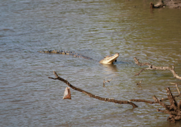 新加坡圣法兰西斯学院IGCSE课程介绍与优势全面解析